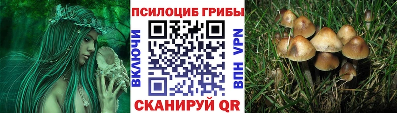 Купить где  Елец  Псилоцибиновые грибы GOLDEN TEACHER 